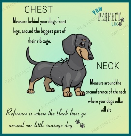 Guide on how to measure your dog for a harness