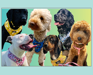 Picture of several dogs