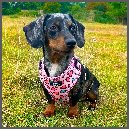 Picture of Mabel the dachshund