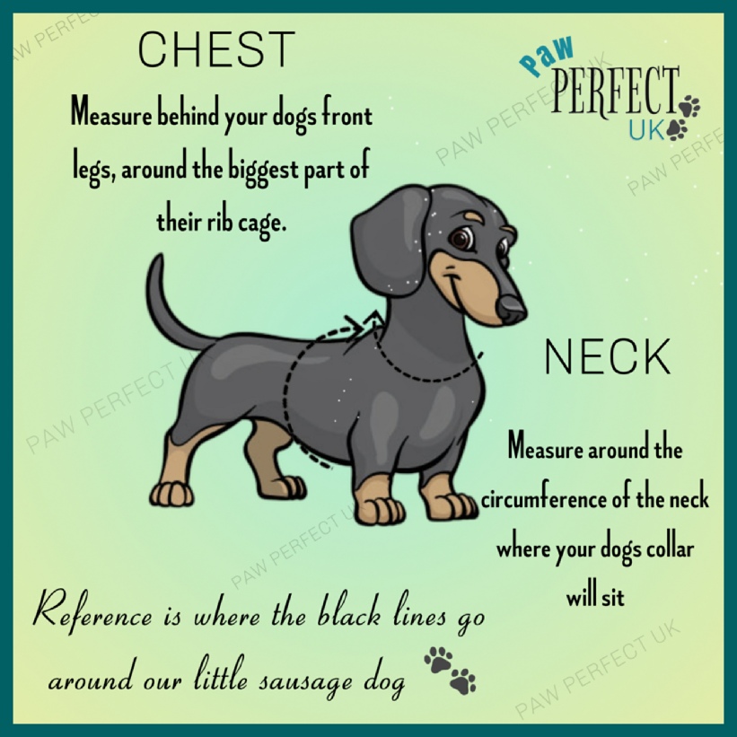 Guide on how to measure your dog for a harness