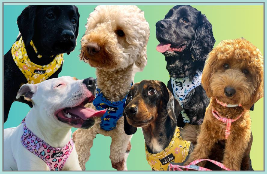 Picture of several dogs